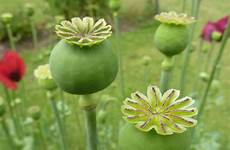 opium papaver somniferum seed morfina oppio