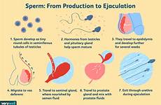 sperm semen azoospermia ejaculation verywell jr symptoms