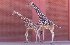 mating giraffes