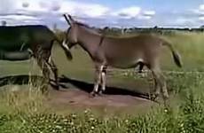 dankey donkey horse mating