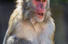 macaque macaca monkeys fuscata tambako zoo stuttgart photostream