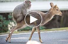 sex monkey deer footage behavior female sika