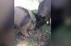 pigs therapy cnn death found