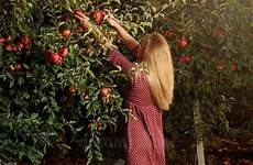 picking apples appelen boomgaard meisje plukt ripe orchard