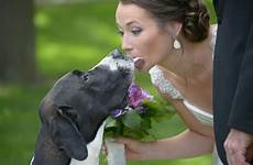 dog her bride dogs
