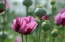 opium poppy grown countries producing top poppies gum field rare live worldatlas somniferum papaver bulbs