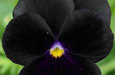flowers flower pansy natural beautiful beauty pansies unusual garden noire dark xcitefun gorgeous plants flickr nature iris first pretty now