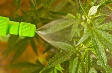 marijuana buds foliar cannabis big sweet grow smelling pot potent feed tasty sugary want