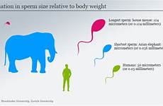 sperm size animal human elephant species dw differences matters mouse relative similar science has mammals smaller there produce