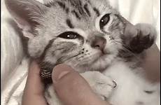gif gifs funny cats kitten cat kittens amazing part cute creatures video baby cutest love tren gaya cinta giphy other