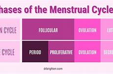 menstrual phases phase follicular drbrighten uterine