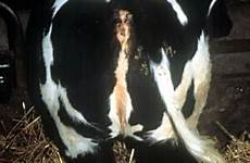 vulva bovine female reproduction infantile genitalia reproductive small external system heifer uterus