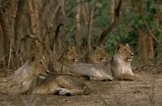 gif asiatic lions giphy aslan gifs