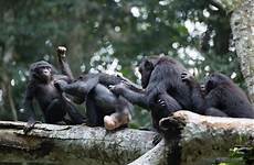 bonobos bonobo grooming machos apes congo primate camaraderie prevails selvagens filhotes veja mascotes takeshi furuichi primatologist joan