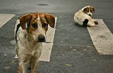 euthanasia vs philippines animal dog stray spay neuter dogs