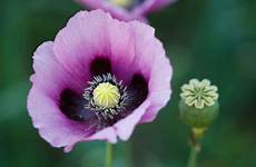 opium poppies papaver somniferum yoon suin painkilling