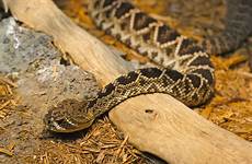 rattlesnake diamondback eastern commons file snake rattle snakes wikimedia do description