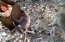 mating monkeys angkor