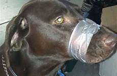dog mouth woman shut taped animal her after abuse tape cruelty who pet found investigation duct posts tapes she arrested