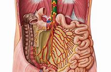 abdomen pelvis thoracic duct chyli cisterna vessels kenhub abdominal lymph nodes aorta anatomie lymphatics colon mesenteric intestine abdominalis ductus thoracicus