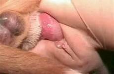 vagina close dog penis fucking dick woman entering cum into shot nude hole lick