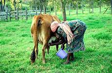 milked woman being milking stock similar