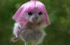 hamster pink funny animals wig hamsters wearing cute hair lol wigs animal looks version acid picdump jump anime minaj katy