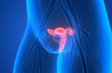 cervix cervical ectropion bladder mucus utero reproductive expect urinary nervous cerviz exams