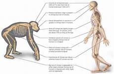 anatomy humans human between evolution ape differences skeletal biology muscles skeleton chimp difference bipedal primates chimps quadrupedal traits locomotion their