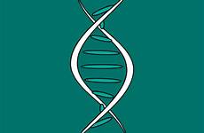 rna helix gifs chromosomes spinning genetica bestanimations animations adn genetic chromosome rotating ciencia replication aplicações vivos seres