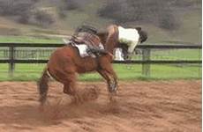 horse funny gif horses riding giphy gifs horseback animated equestrian tv