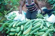 lady harvest her bountiful shows nigerian off farm cucumber nairaland anambra celebrates after cucumbers quantities large agriculture goes she shares