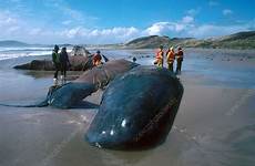 beached sperm whales