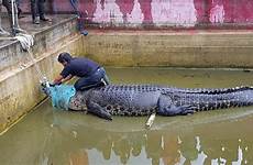 crocodile woman mauled kept foxnews authorities sulawesi utara balai ksda