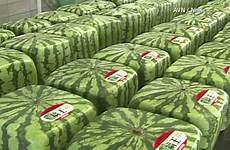 square japan watermelons watermelon gain popularity shaped share tweet email go wls japans