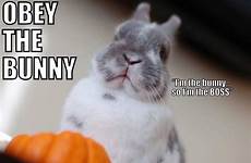 funny bunnies jokes obey
