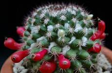 cactus woolly mammillaria mammillaris maurillio worldofsucculents