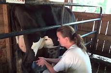 milking cow hand steps 43y
