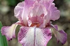 iris rose rancho garden