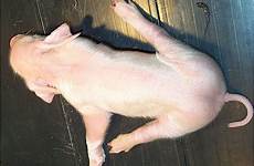splay piglets piglet hind syndrome splayed frontiersin etiology congenital sideward phenotype impairing fvets