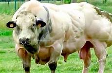 ganado belgian breed vacas bovino calves insanely stop