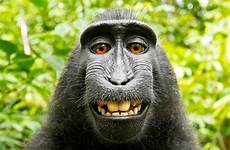 monkey selfie takes david monkeys macaque copyright slater crested photographer lawsuit selfies wikipedia who owns if funny animal camera taking