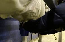 gif cow milk teats stripping giphy tried went schipani sam via blue