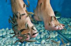 fish spa fishes feet spas bled man foot pedicure kills washed been barfblog garra rufa stinky goop micro risk years