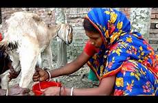 goat milking woman hand milk