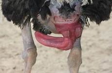 ostrich dicks pénis prehistoric jurong