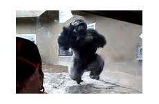 gorilla sex female zoo witnessed primate experts first time express swingers queen terrifying charges visitor angry