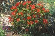 firebush bush hgtv shrubs evergreen perennial