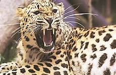 leopard guwahati attack injured gujarat noida bharuch assam mutilated villagers spotted bhavnagar indianexpress