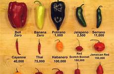 pepper peppers poblano chile hottest hotter scoville oops picker peck measured